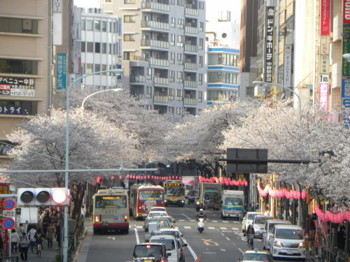 街の桜　４千鳥ヶ淵　中野駅_f0149924_21022781.jpg