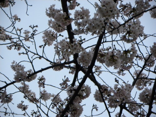 街の桜　４千鳥ヶ淵　中野駅_f0149924_21054958.jpg