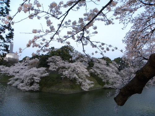 街の桜　４千鳥ヶ淵　中野駅_f0149924_21093062.jpg