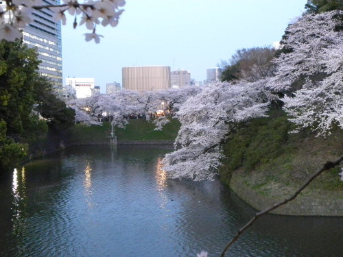 街の桜　４千鳥ヶ淵　中野駅_f0149924_21105031.jpg