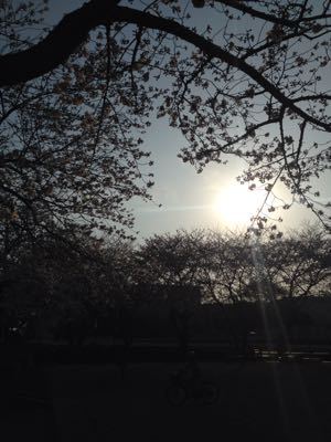 季節のお菓子 花見のお供_c0006826_19400100.jpg