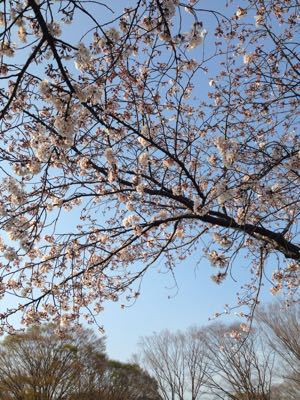 季節のお菓子 花見のお供_c0006826_1940156.jpg