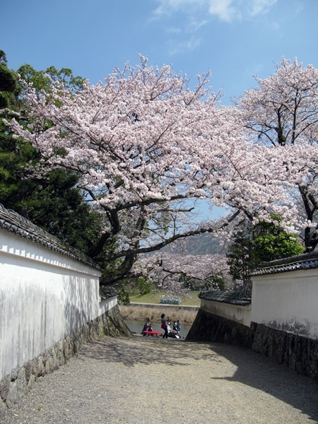 おかげ横丁 おはらい町 桜情報_f0129726_21515894.jpg