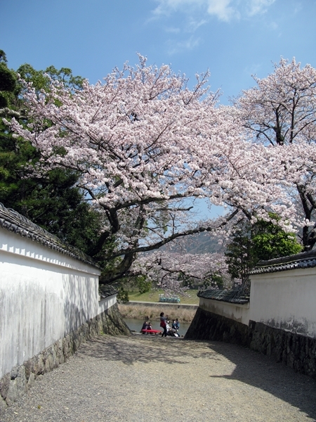 おかげ横丁　おはらい町　桜情報_f0129726_21515894.jpg