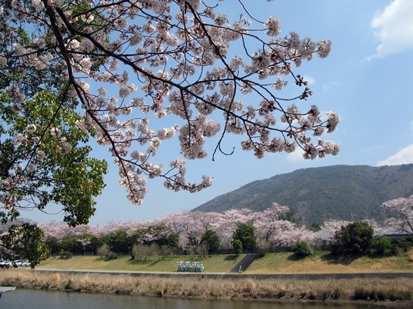 おかげ横丁　おはらい町　桜情報_f0129726_22031386.jpg