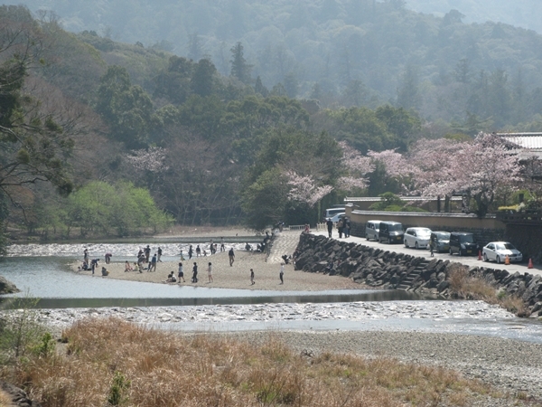 おかげ横丁 おはらい町 桜情報_f0129726_22130419.jpg