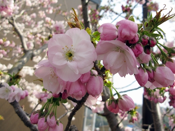 おかげ横丁 おはらい町 桜情報_f0129726_22181763.jpg