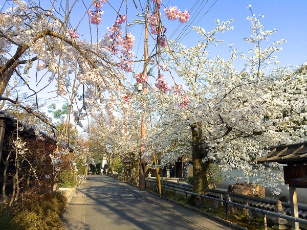 桜の小径_a0197730_2092693.jpg