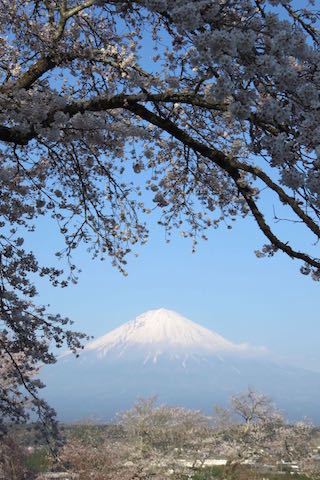 桜と富士山_d0323231_13195200.jpg