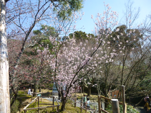 京都桜情報　2015　03/29_d0106134_19102397.jpg