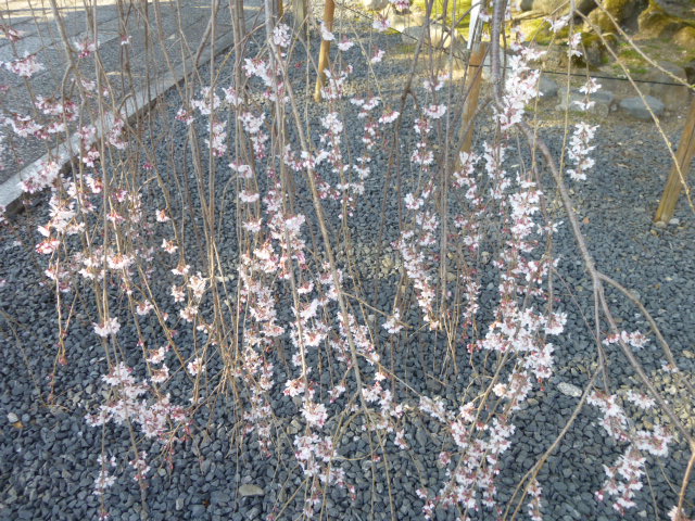 京都桜情報　2015　03/29_d0106134_1911611.jpg