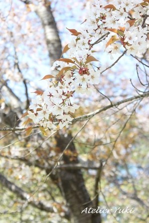 今日で一年^^_f0240834_23291210.jpg