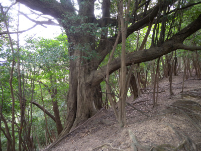 臼杵・山桜の名所”大岩”＆烏帽子山_e0272335_1849367.jpg