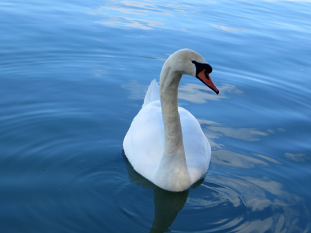 白鳥さんお帰り_f0234936_6564951.jpg