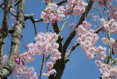 ひとりお花見_b0178339_17333723.jpg