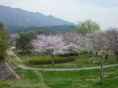 桜、満開!?_c0211540_2250388.jpg