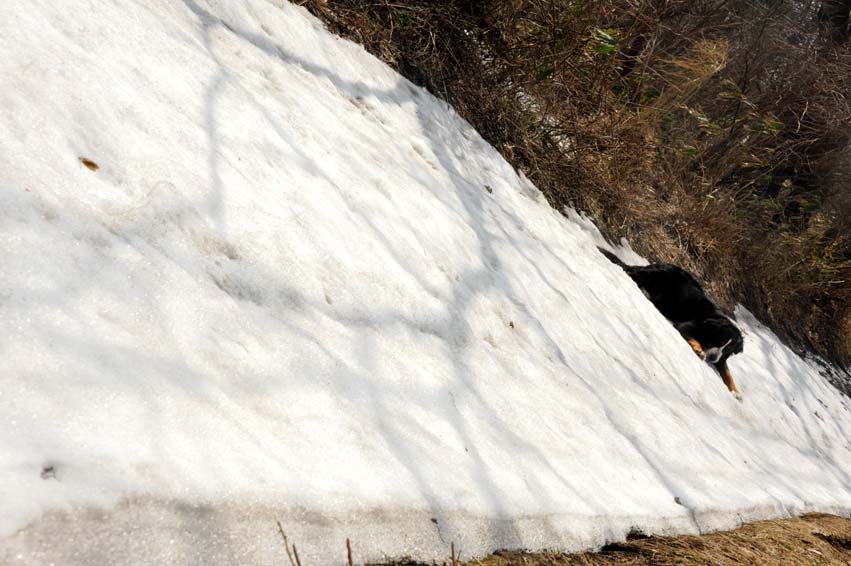 今シーズン最後の雪遊び・・・その２　残る雪（一か所目）で遊ぶララ_b0075541_13342913.jpg