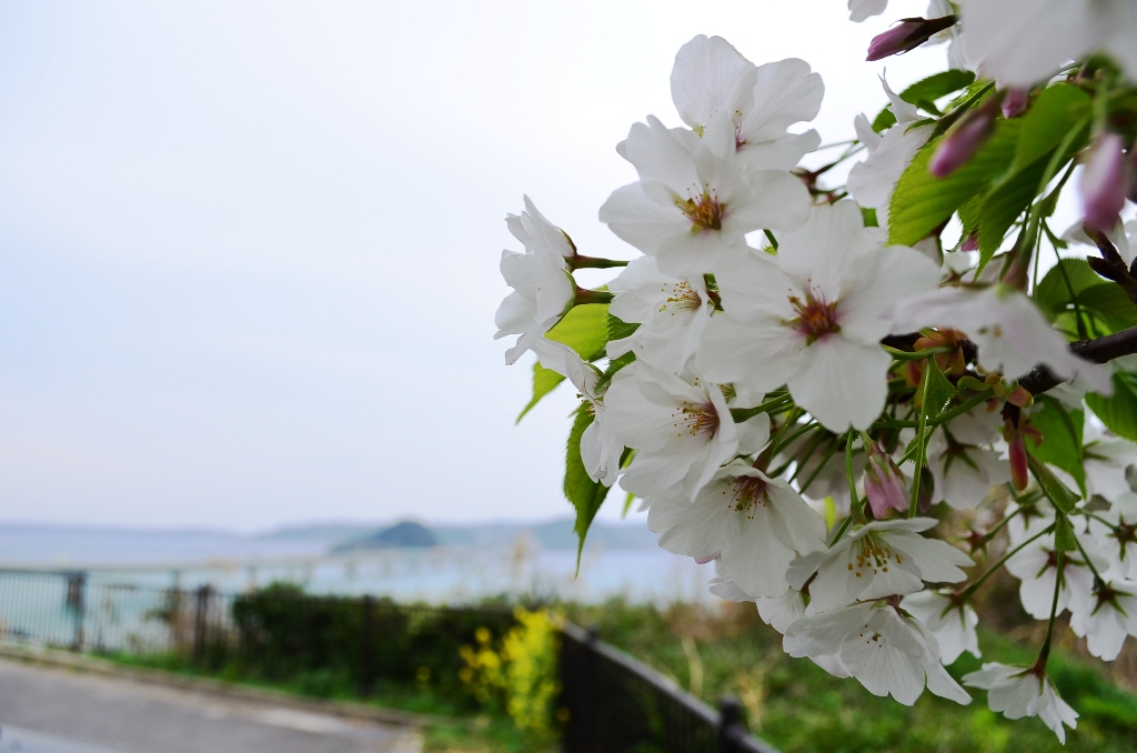 ”角島大橋～Photography～”_d0153941_2354158.jpg