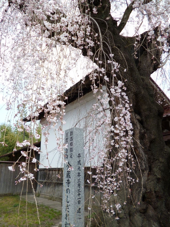 金蔵寺のしだれ桜　渋川市_b0307545_110425.jpg