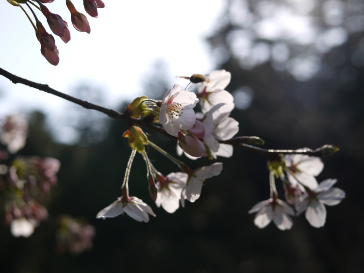 桜2015　楽山公園_f0169147_21191255.jpg