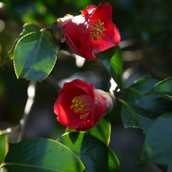 桜2015　楽山公園_f0169147_21244884.jpg