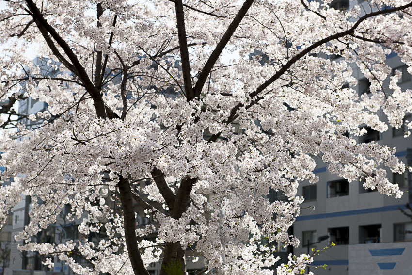 鰻「色川」_f0077849_15354463.jpg