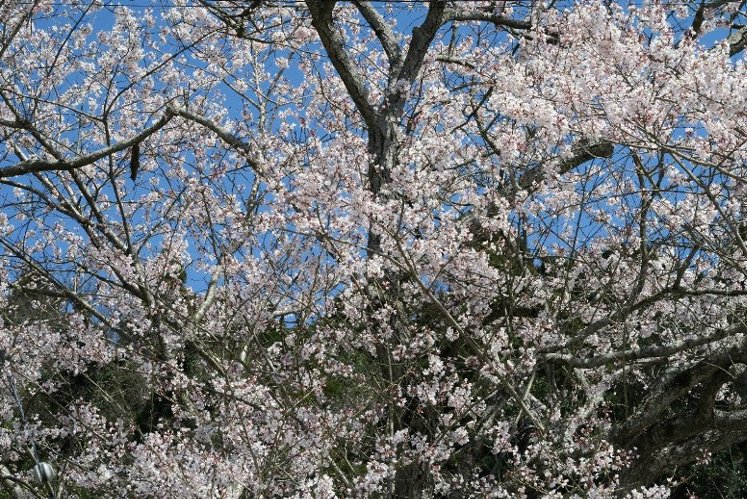 「四月一日」は花満開・桜満開の日になぁれ_d0048750_19561680.jpg