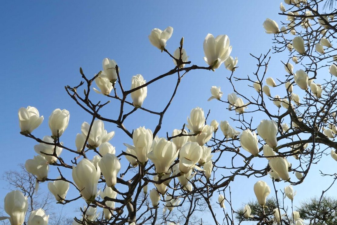 「四月一日」は花満開・桜満開の日になぁれ_d0048750_19563362.jpg