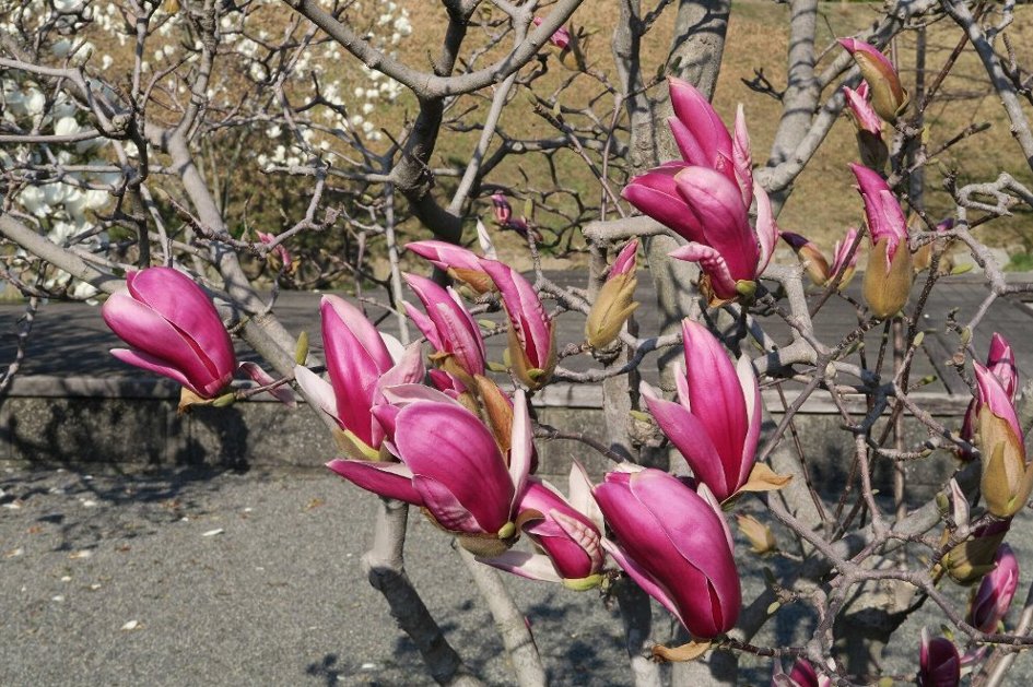 「四月一日」は花満開・桜満開の日になぁれ_d0048750_19564536.jpg