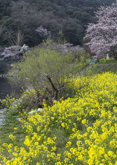 錦帯橋のサクラ_d0163550_22193564.jpg