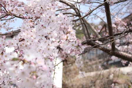 勝山の町並みに一番桜が咲きました。_d0220350_12394924.jpg