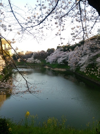 春_e0309150_16115374.jpg