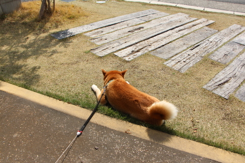 たんぽぽちゃんとお花見デート♪_f0245650_07344757.jpg