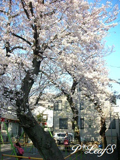 桜_c0176651_21582729.jpg