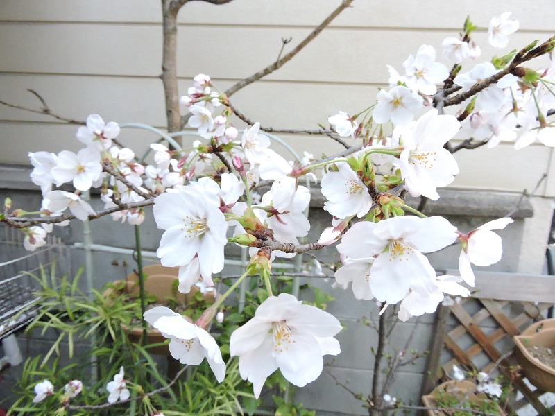 【我が家の桜    満開に！】　Ⅳ　　　　　　　　　　　　　３月31日_a0191852_14564994.jpg