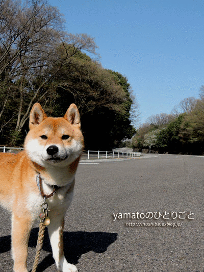 a0286855_11453650.gif