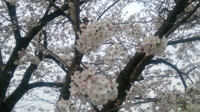 🌸桜🌸～ヒロシ風に～(笑)_b0253057_5483684.jpg