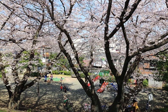 桜_e0262257_12513132.jpg