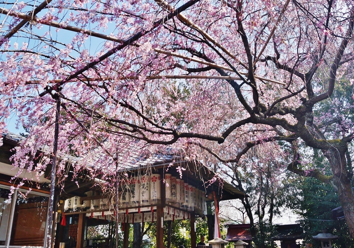 水火天満宮のしだれ桜　～天神さんは桜ではなく梅だと思うのですが・・・～_b0063958_22181756.jpg