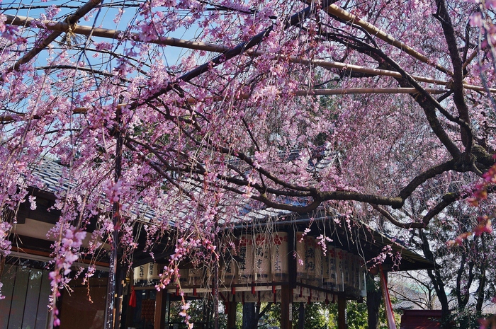 水火天満宮のしだれ桜　～天神さんは桜ではなく梅だと思うのですが・・・～_b0063958_224303.jpg