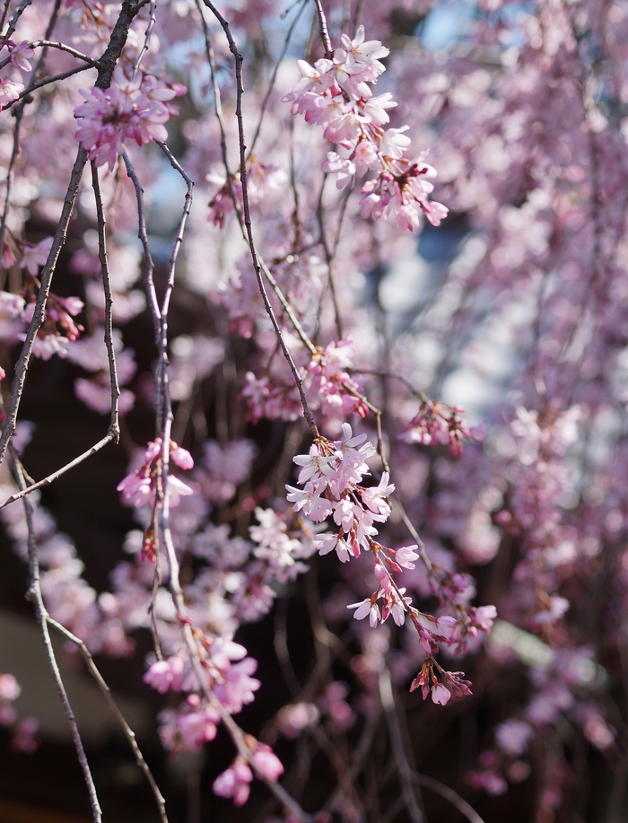 水火天満宮のしだれ桜　～天神さんは桜ではなく梅だと思うのですが・・・～_b0063958_2252095.jpg