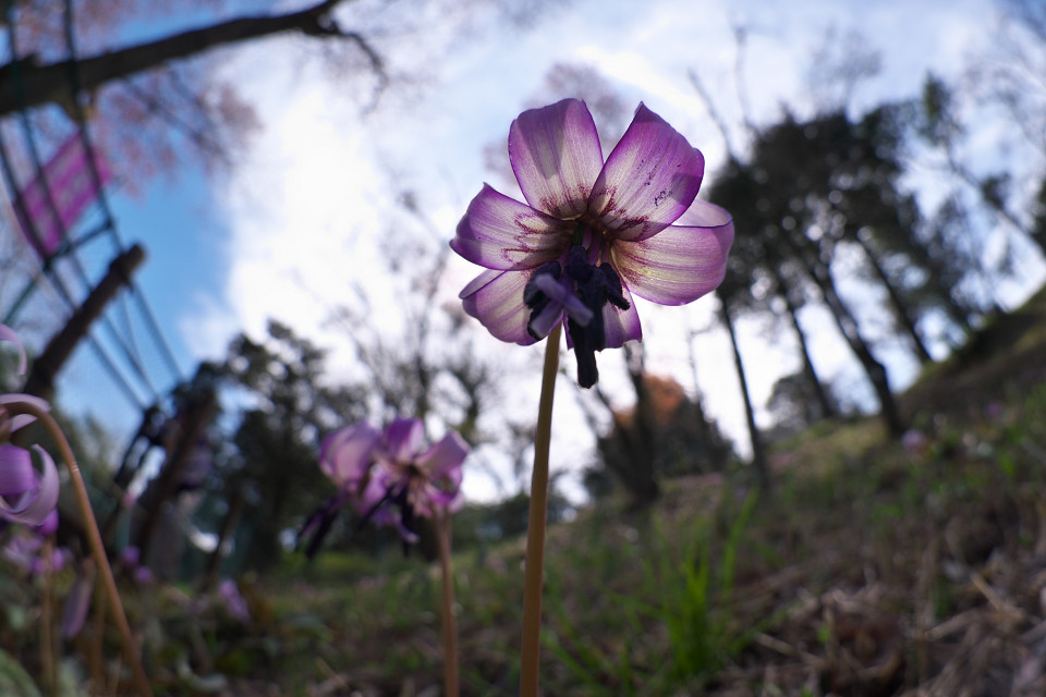 カタクリの花も見に行こう！_f0072758_22255760.jpg