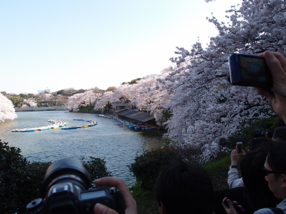 2015 桜　_f0158364_19283563.jpg