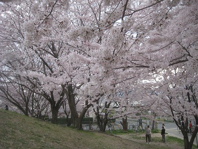 桜_a0093965_22285819.jpg