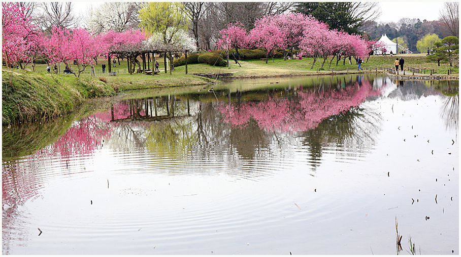 花のある風景_a0333665_8343153.jpg