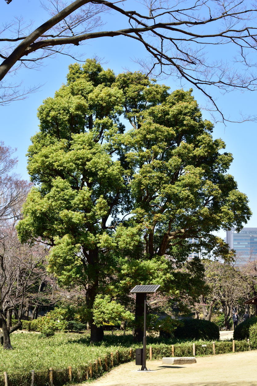 北の丸公園の樹木_b0346568_18073033.jpg