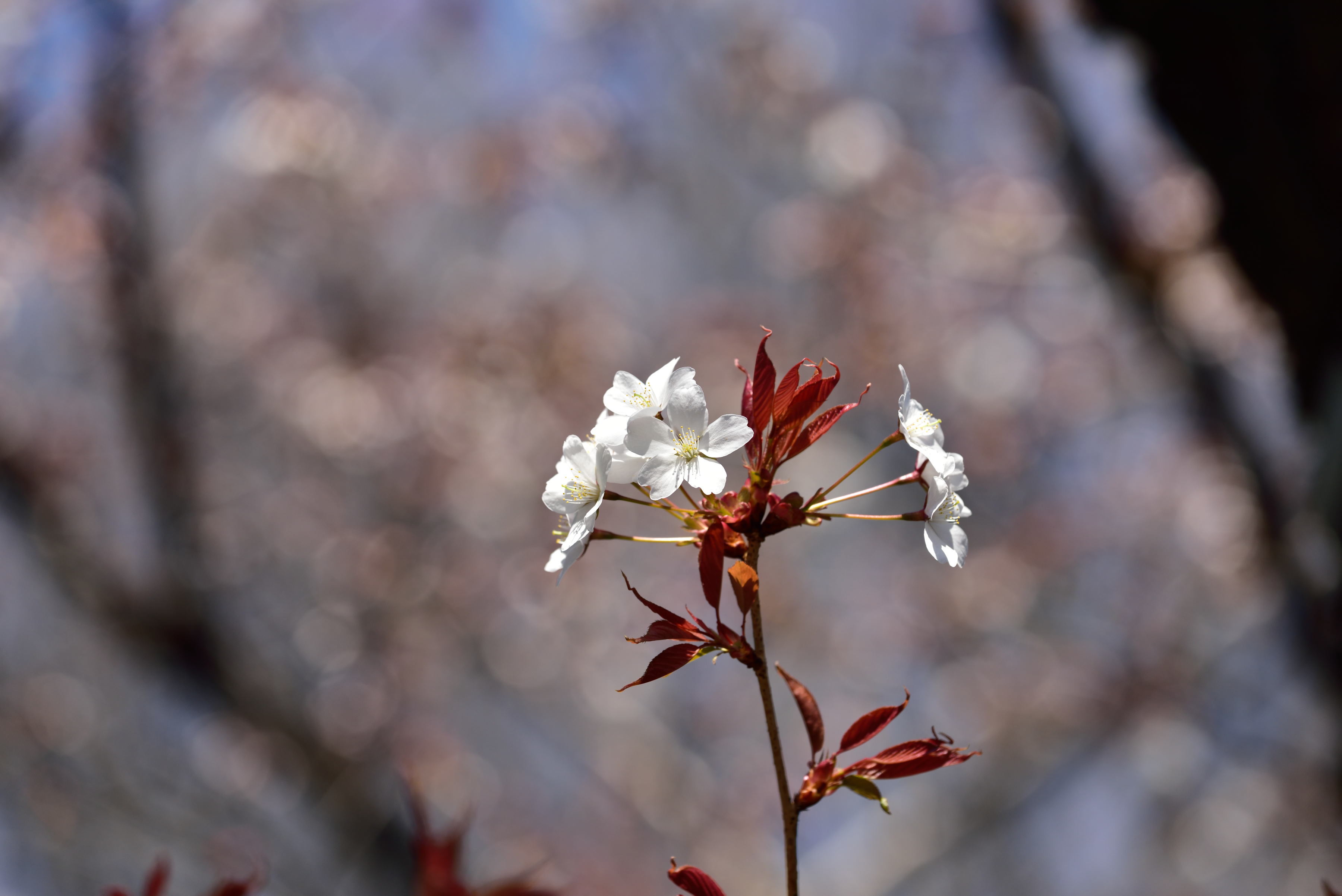 北の丸公園の花_b0346568_19263930.jpg