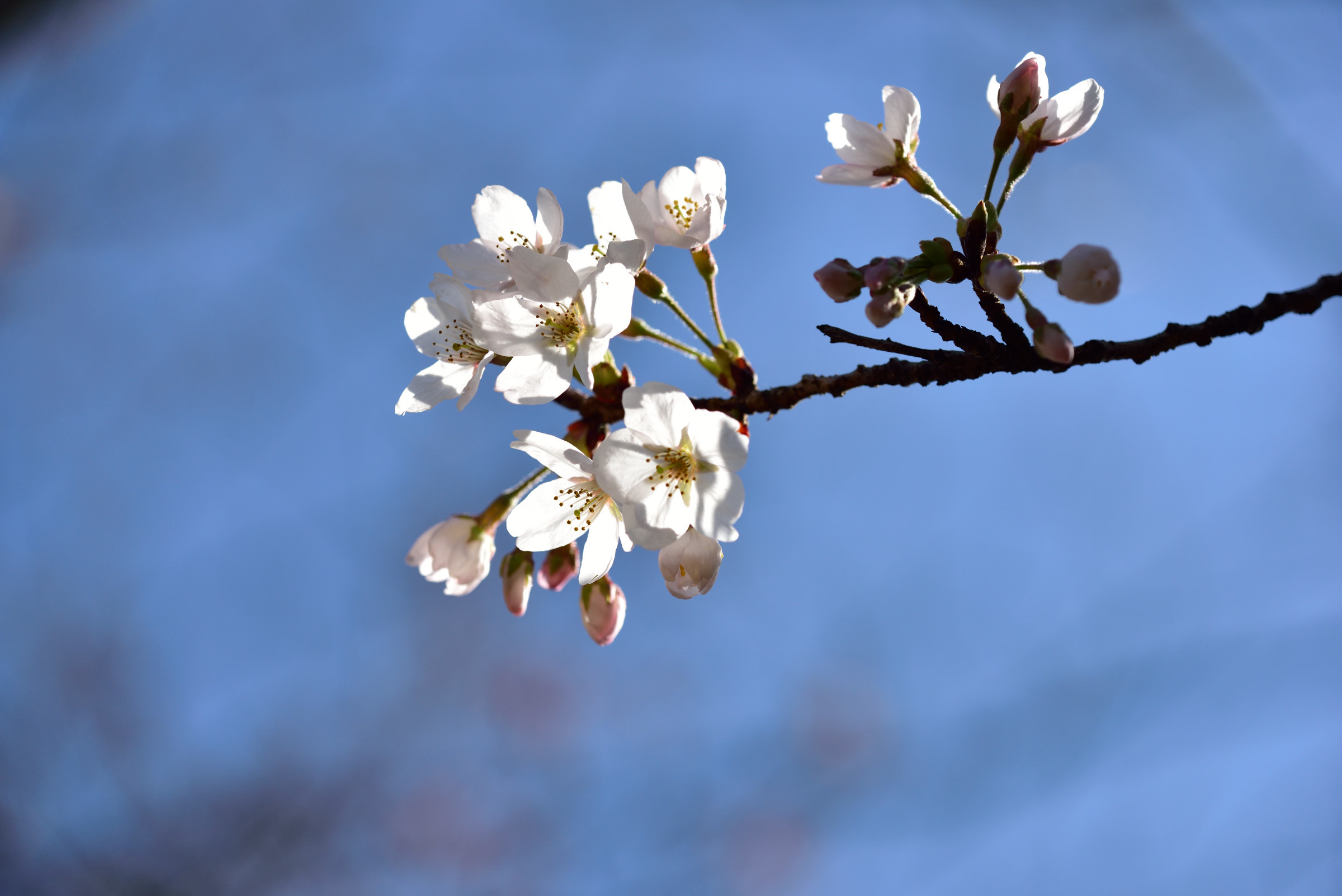 北の丸公園の花_b0346568_19345323.jpg