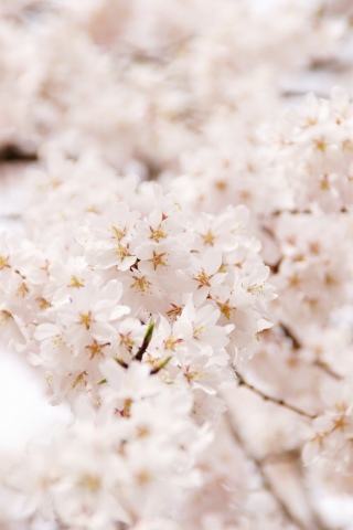 多磨霊園の枝垂れ桜、他_e0045768_21552183.jpg