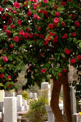 多磨霊園の枝垂れ桜、他_e0045768_215923.jpg